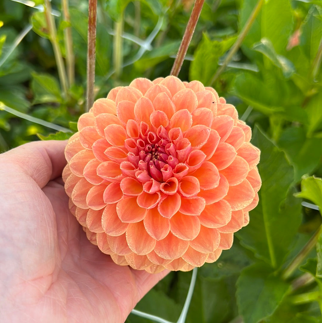Dahlia Orange Breeze