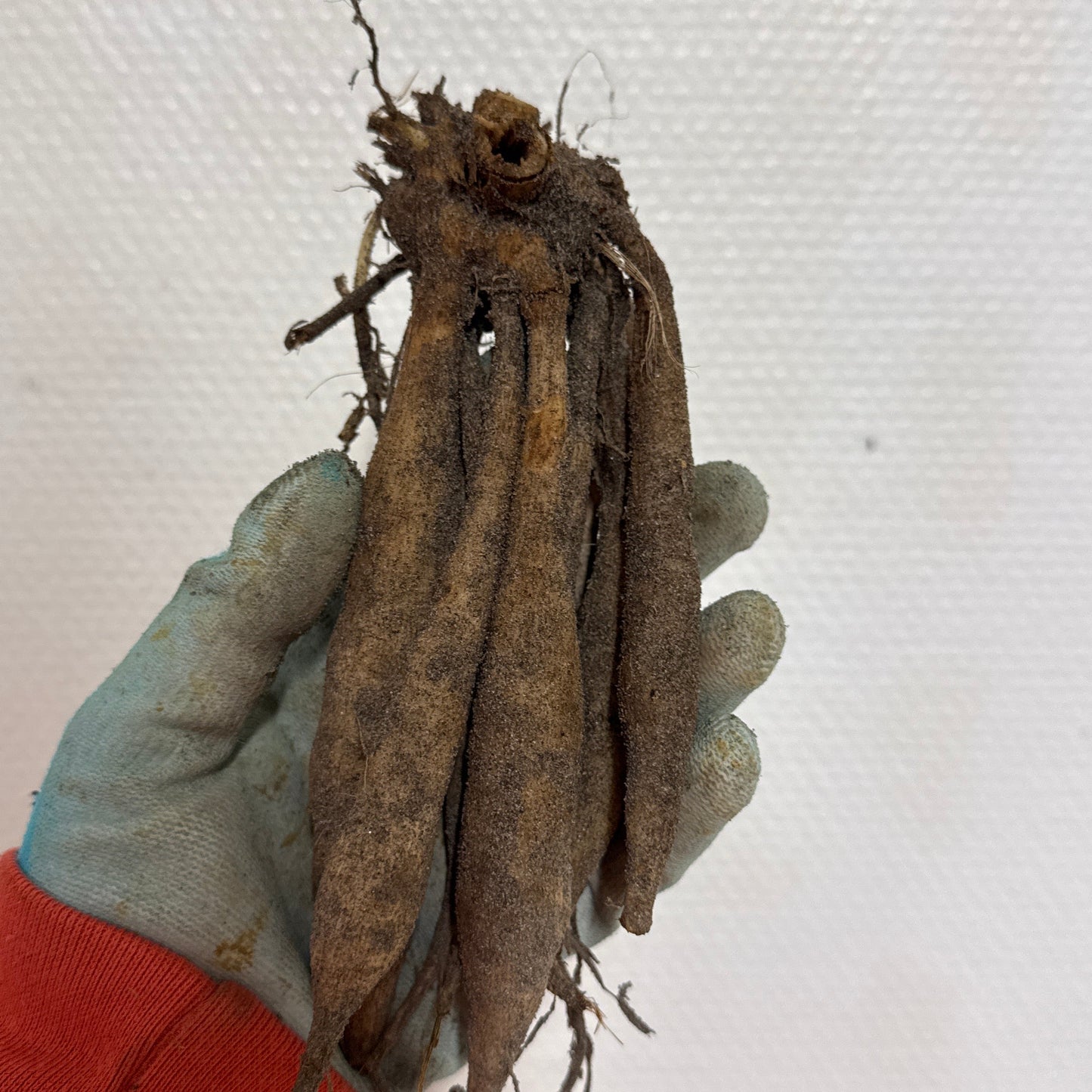 Dahlia Tangerine Dream