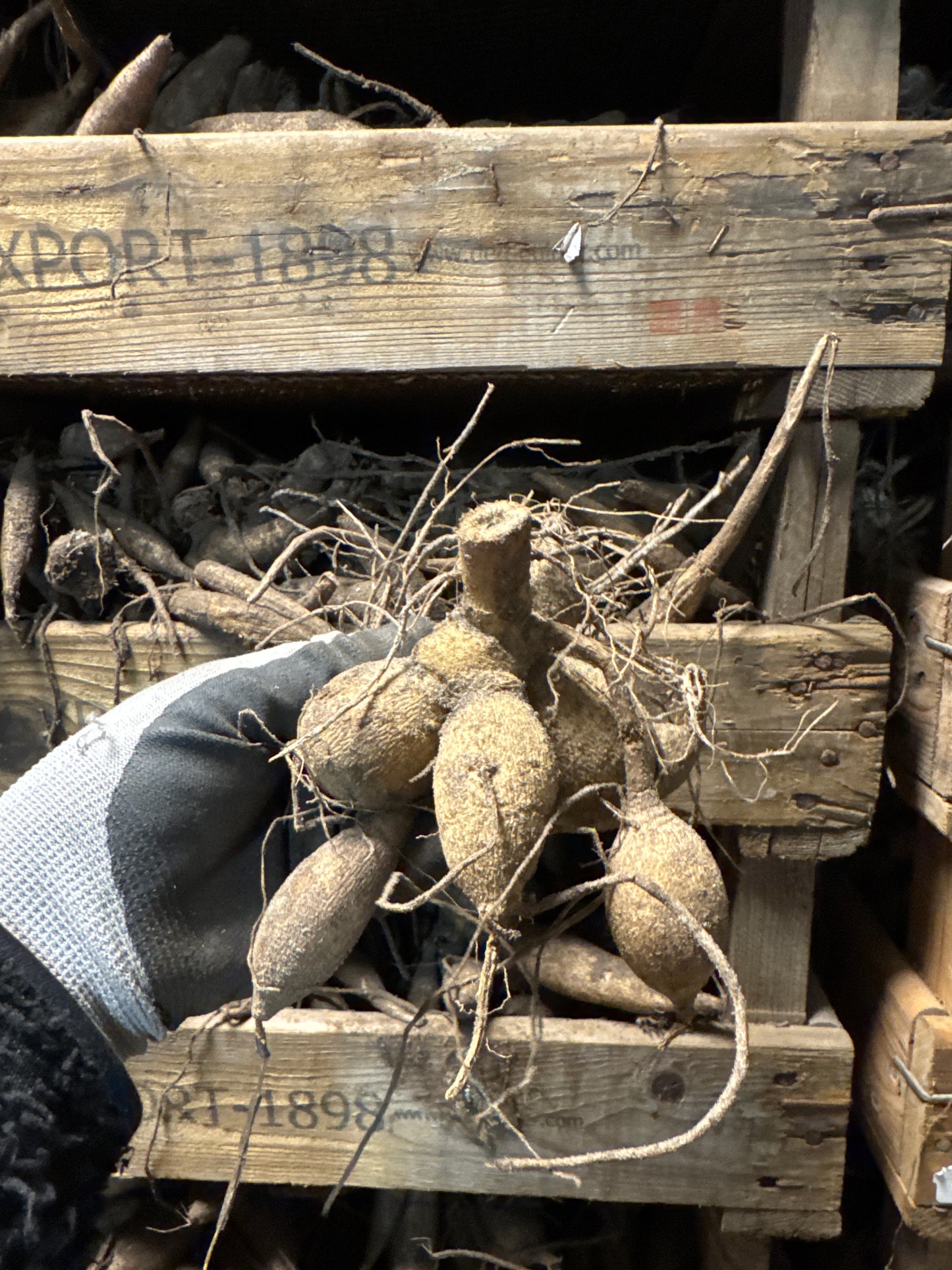 Dahlia Hakuna Matata Nyhet! Exclusive!