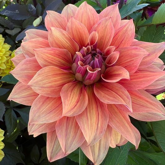 Dahlia Alvas Angels Barncancerfonden*