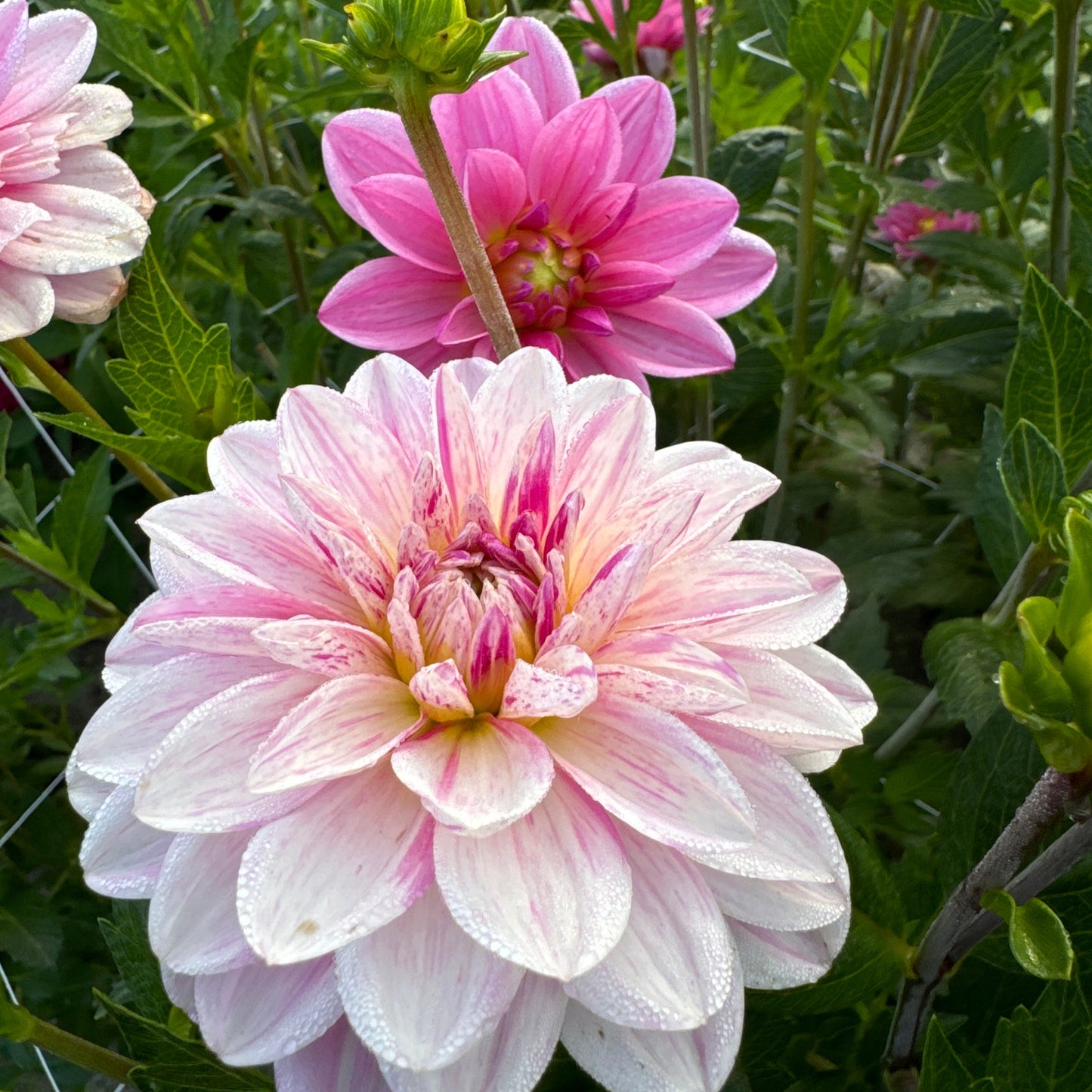 Dahlia Bonesta