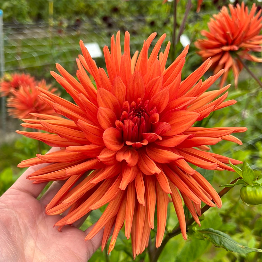 Dahlia Autumn Orange