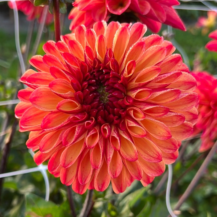 Dahlia Autumn Pumpkin (ding a dong)