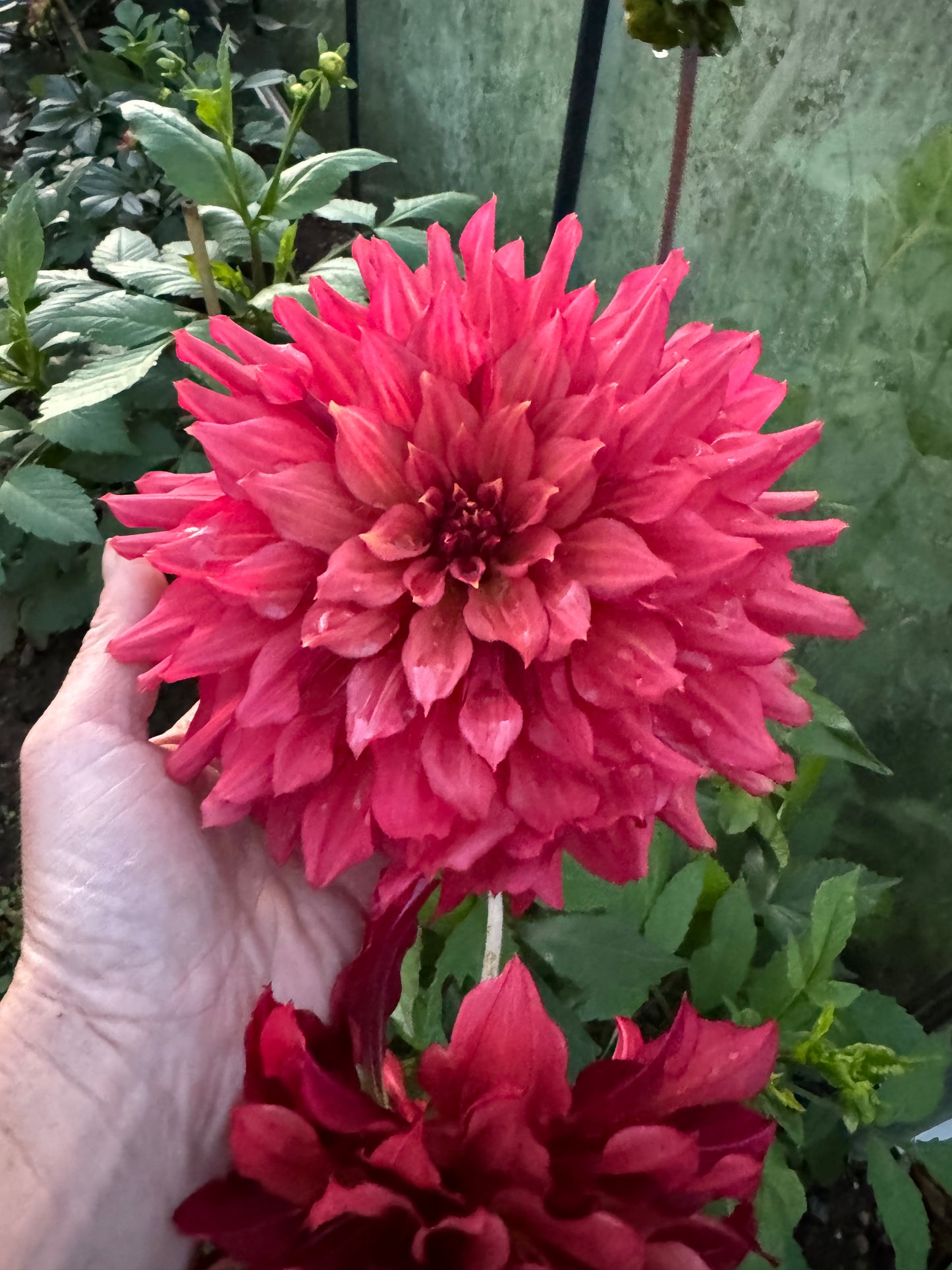 Dahlia Wild Sister LB-012