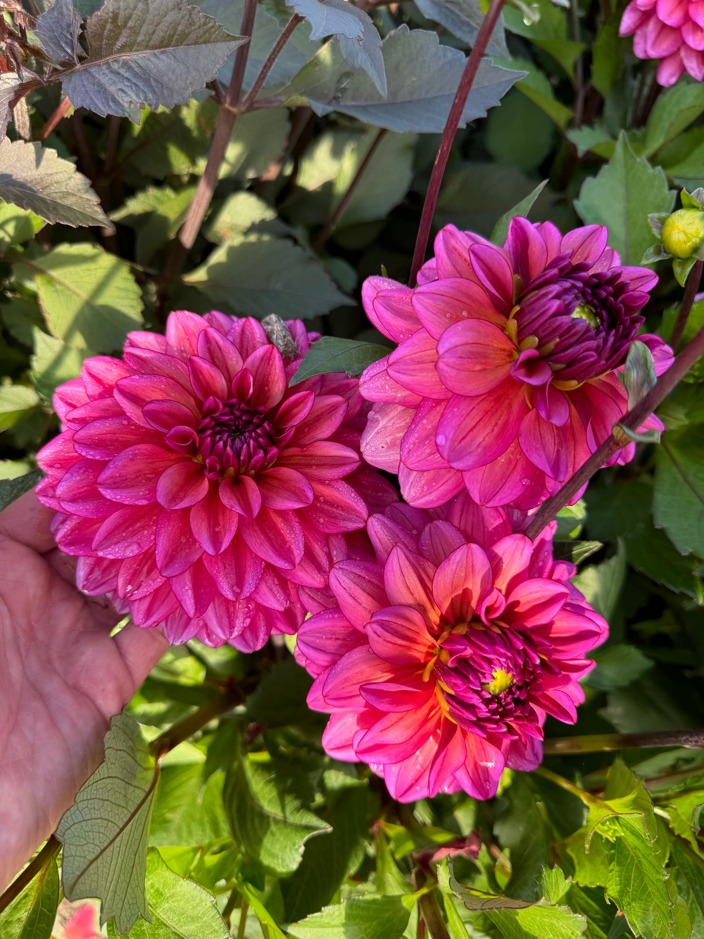 Dahlia LB-040 Tickety-boo