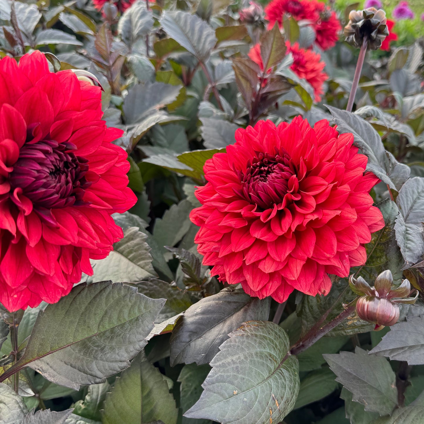 Dahlia Ruby Harts LB-025 Svenskodlad