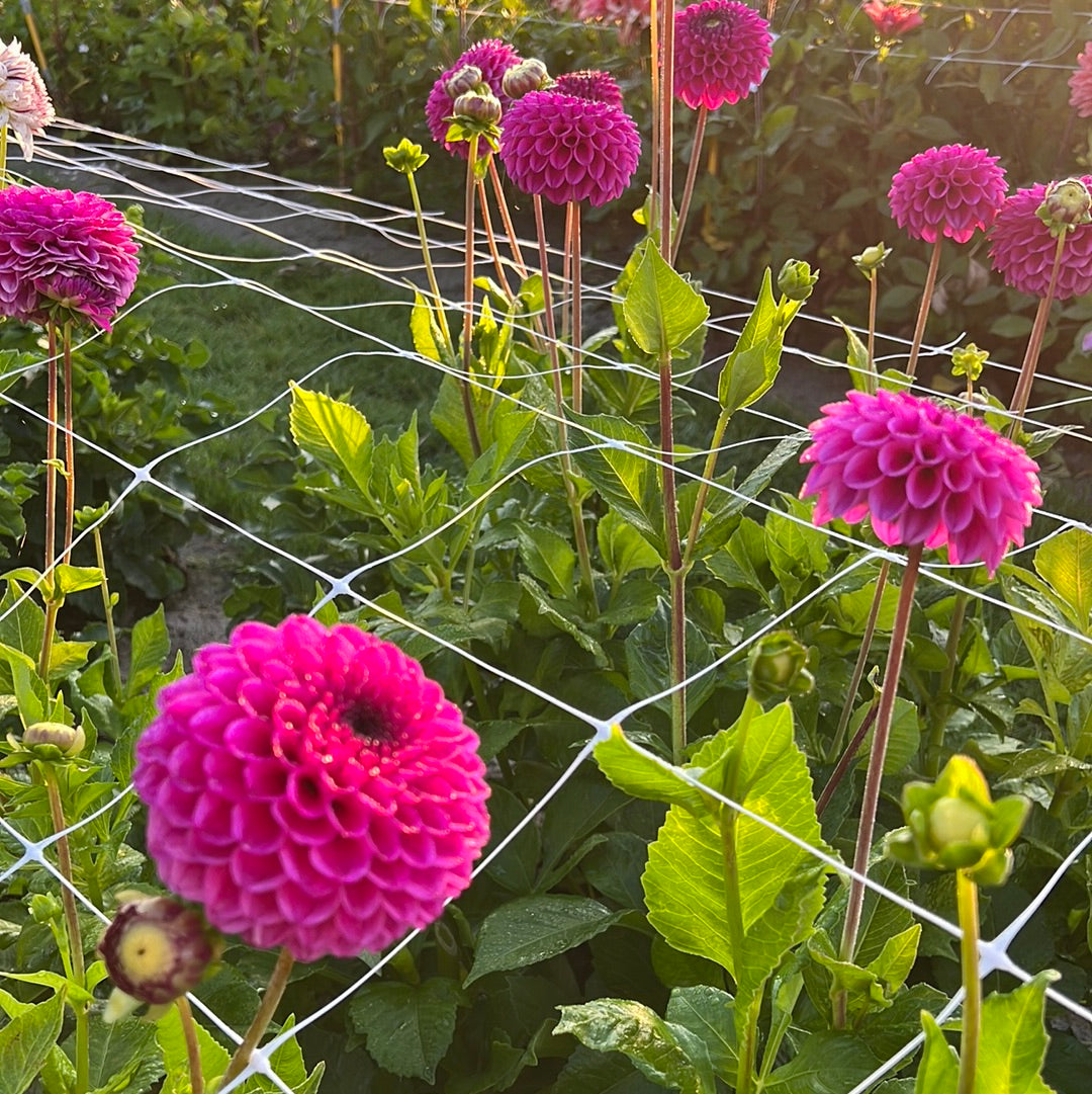 Dahlia Cryfield Harmony