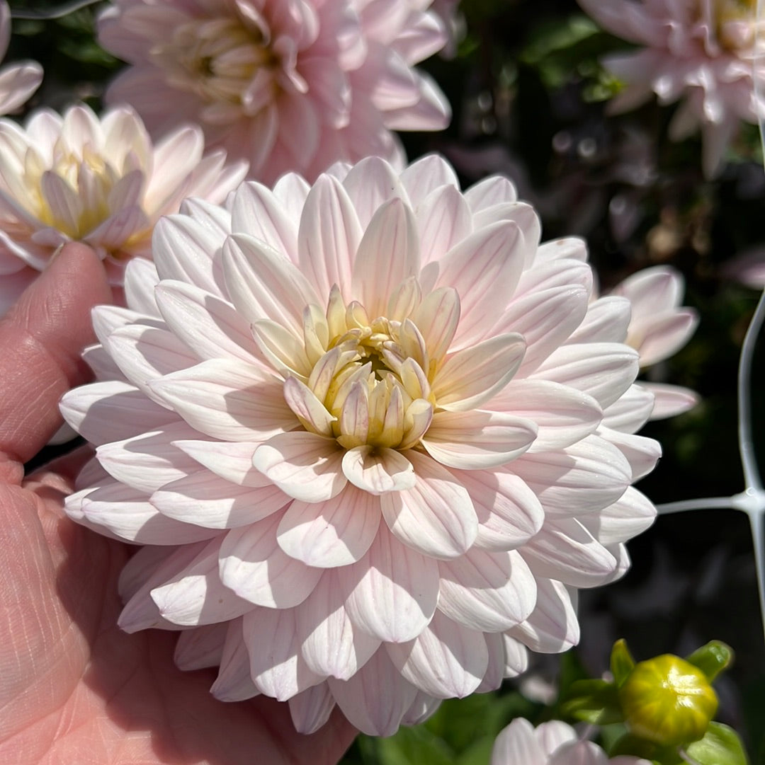 Dahlia Lady Kate Rose