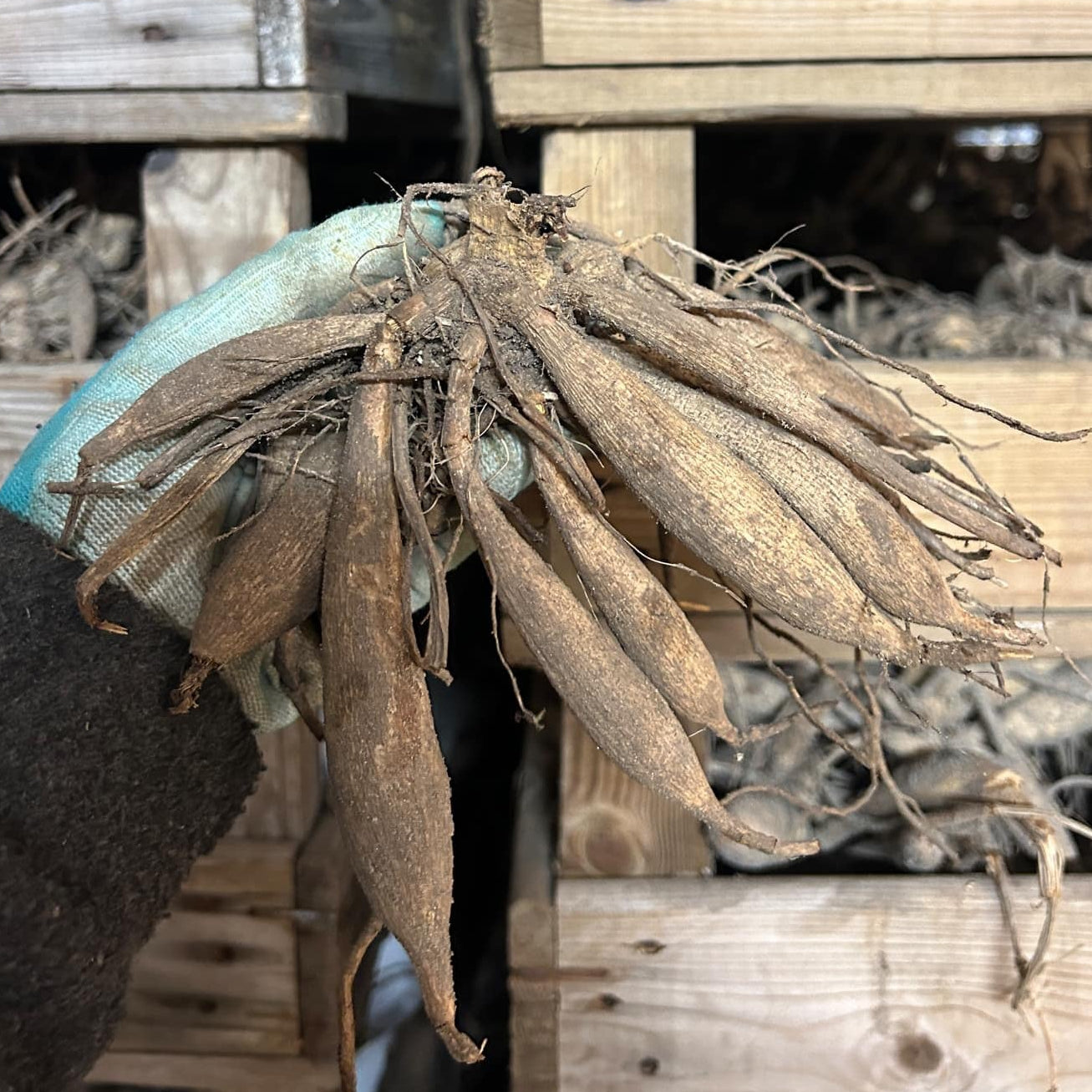 Dahlia Downham Royal