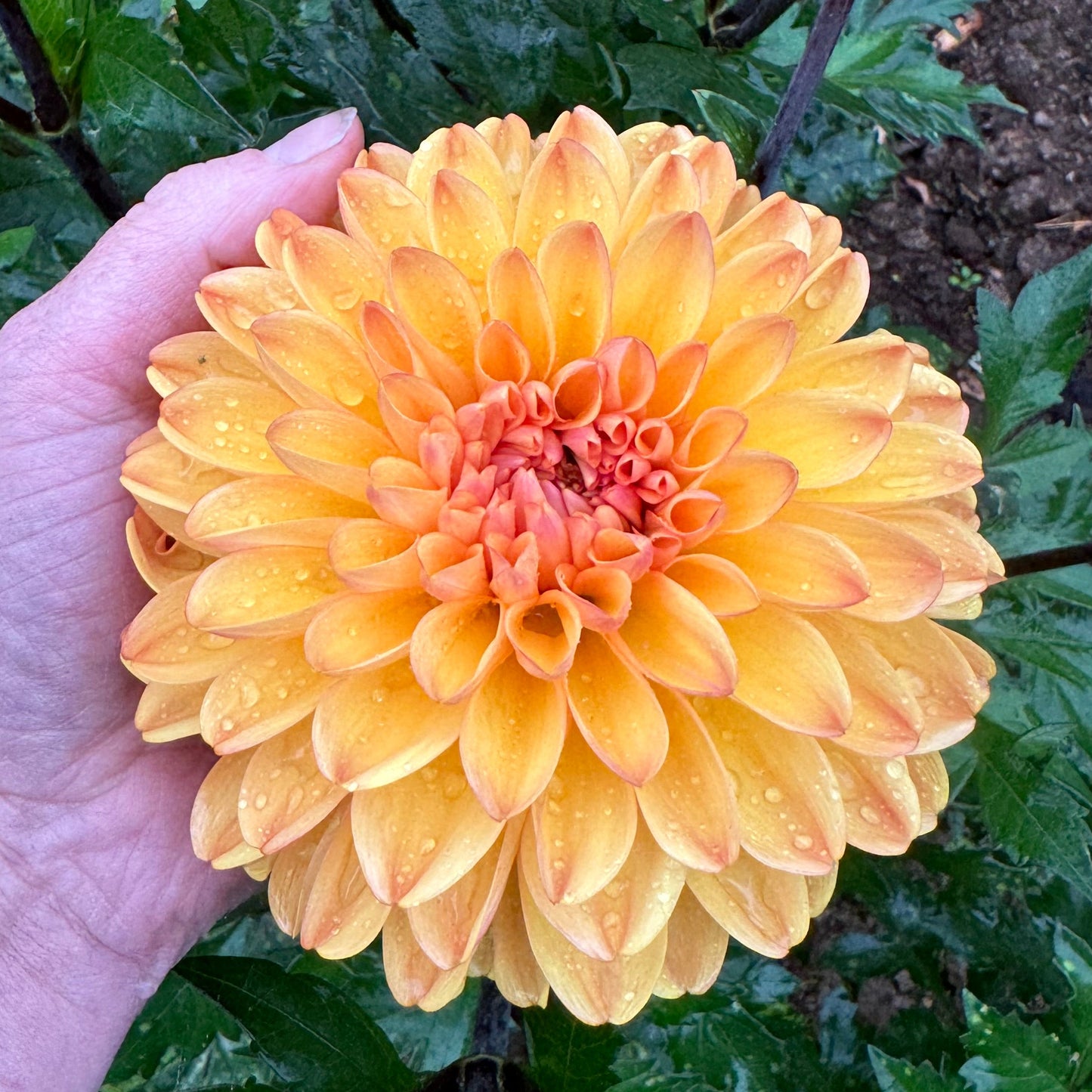 Dahlia Cloudberry sun LB-034