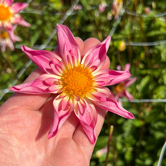 Dahlia Fancy Pants
