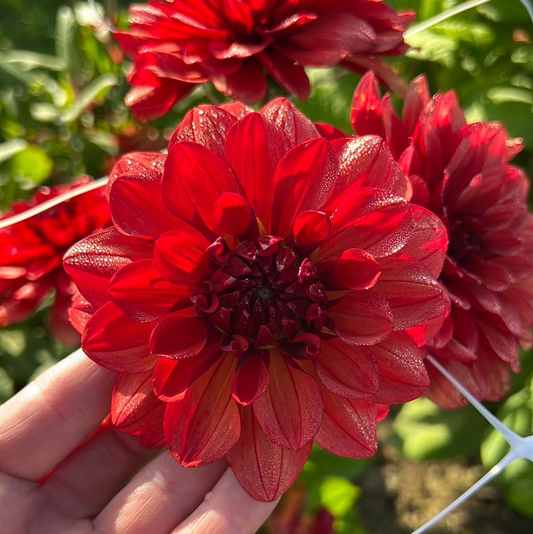 Dahlia Missis Miley