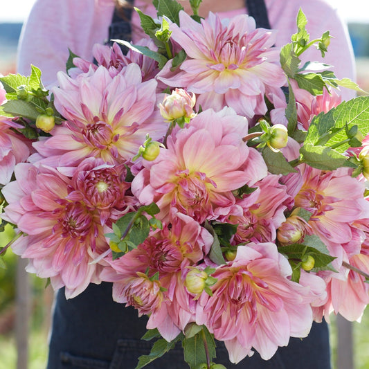 Dahlia Fairway Pilot