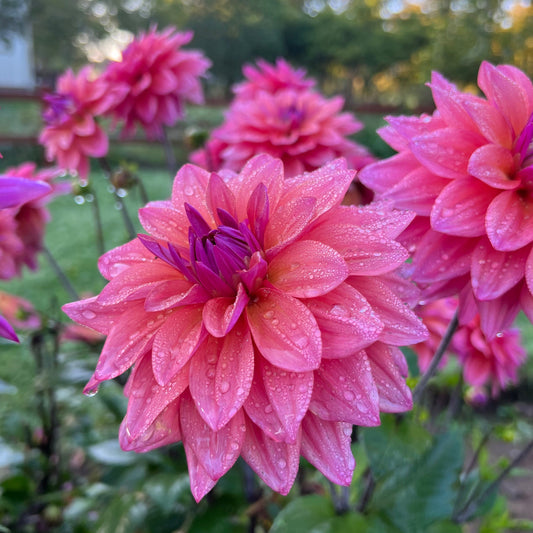 Dahlia Feline Yvonne