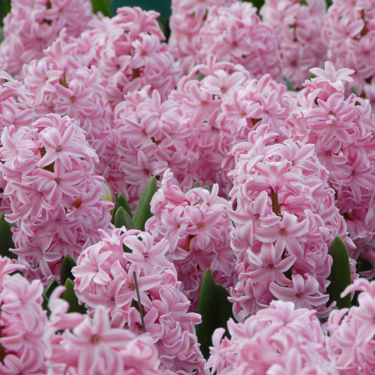 Hyacinthus Fondant 3st