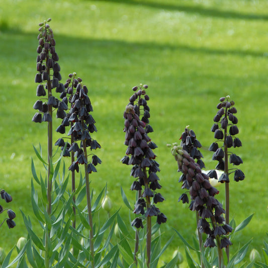 Fritillaria persica 1st
