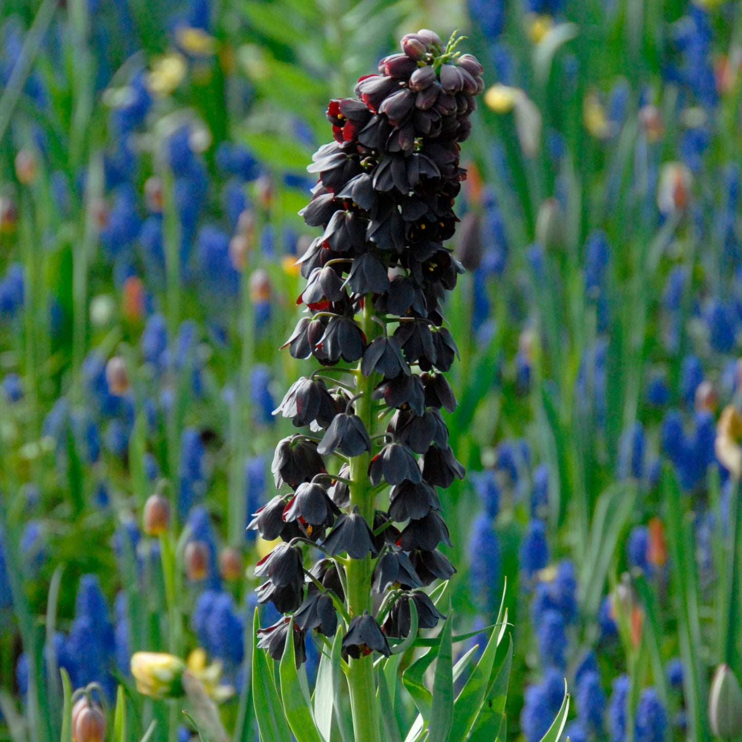 Fritillaria persica 1st