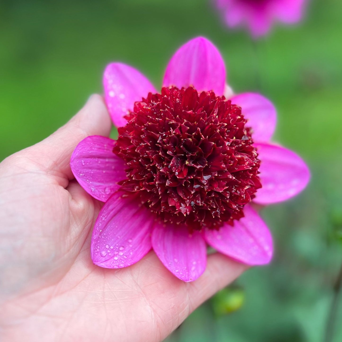 Dahlia Abigail Nyhet!