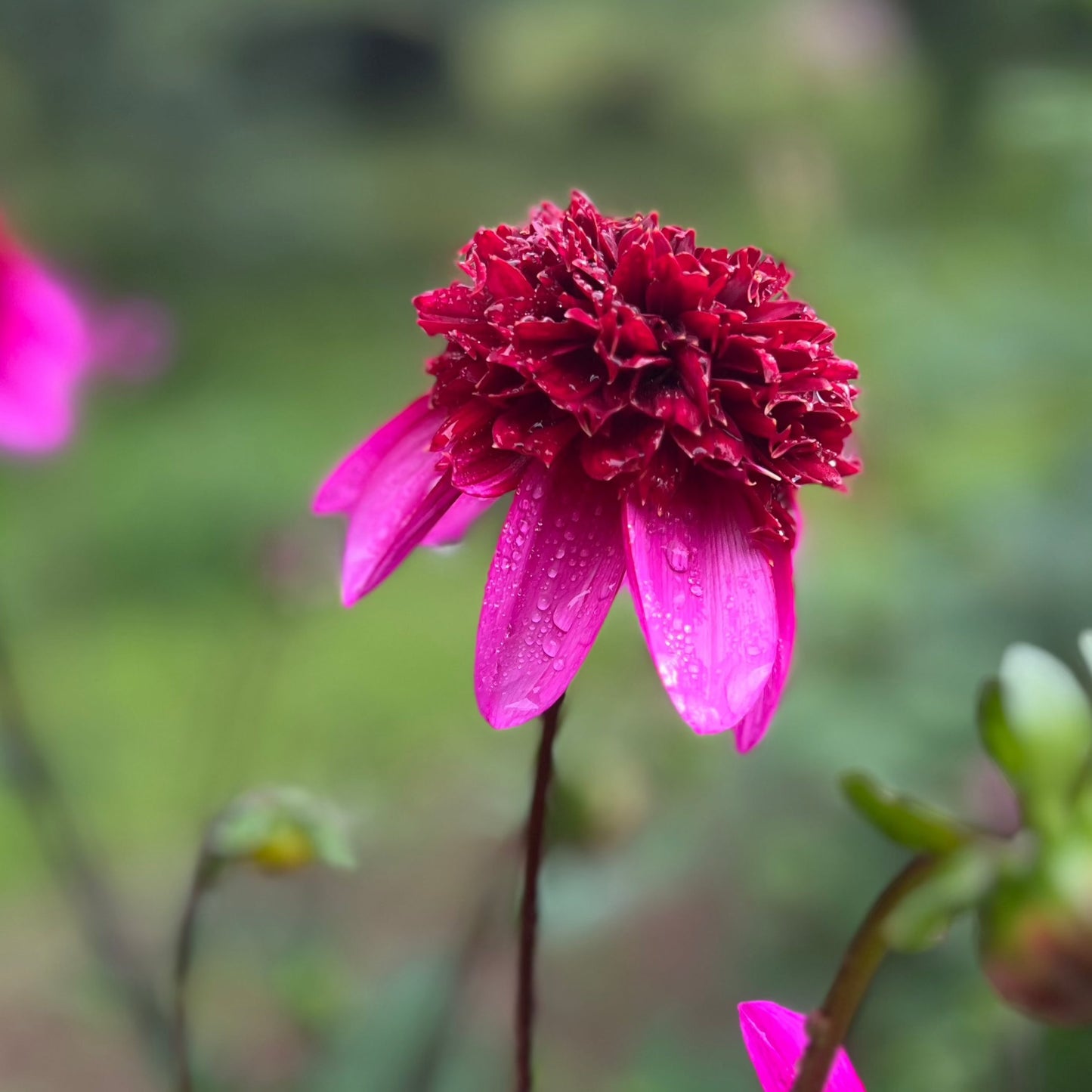 Dahlia Abigail Nyhet!