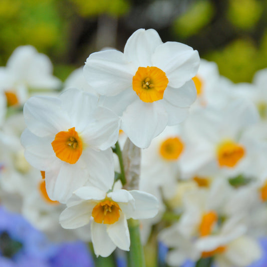 Narciss Geranium 5 st