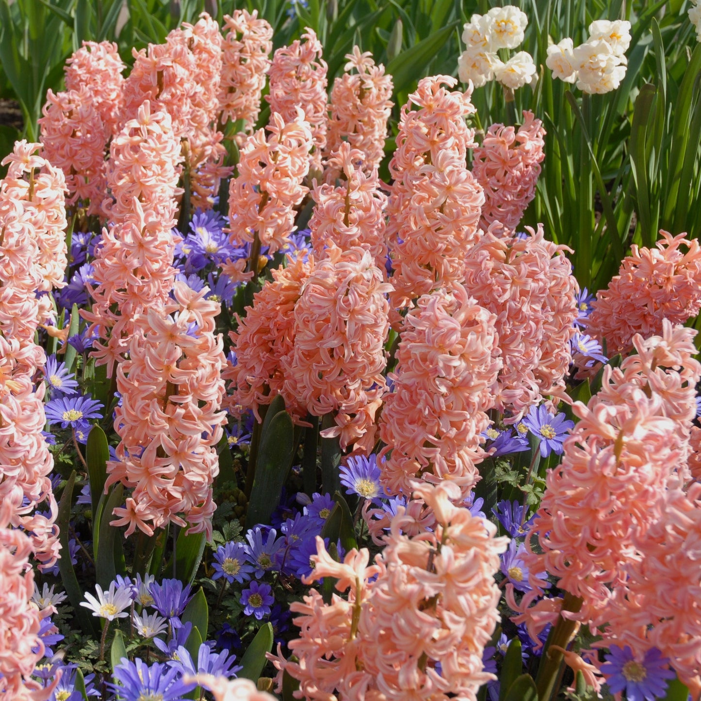 Hyacinthus Gipsy Queen 3st
