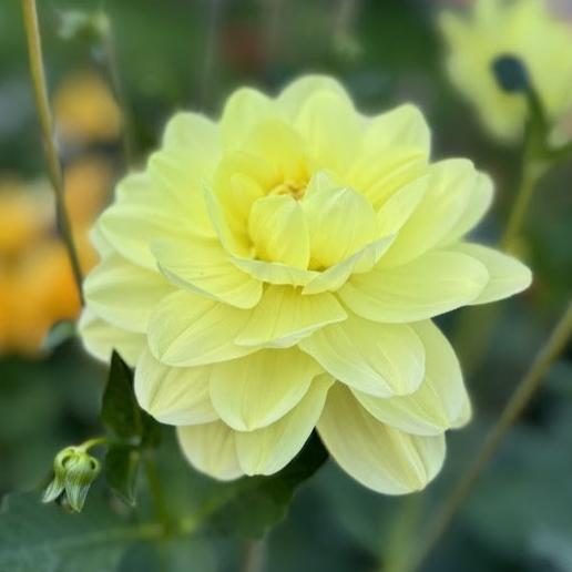 Dahlia Axplock av linnfavvisar 10st