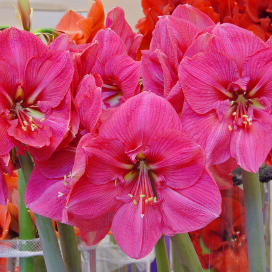 Amaryllis Hercules lökstorlek 40+