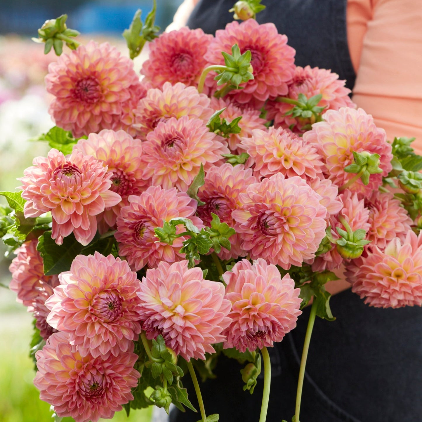 Dahlia Hillcrest Suffusion