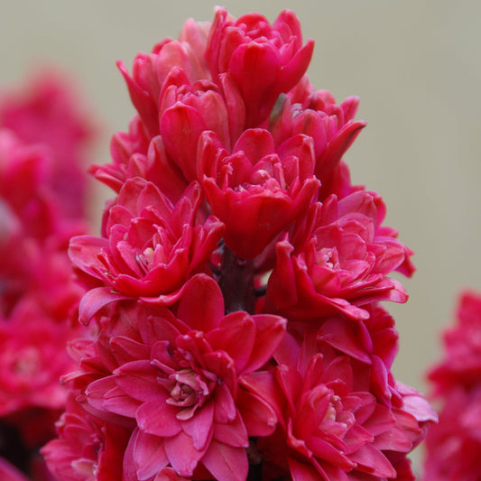 Hyacinthus Hollyhock 3st