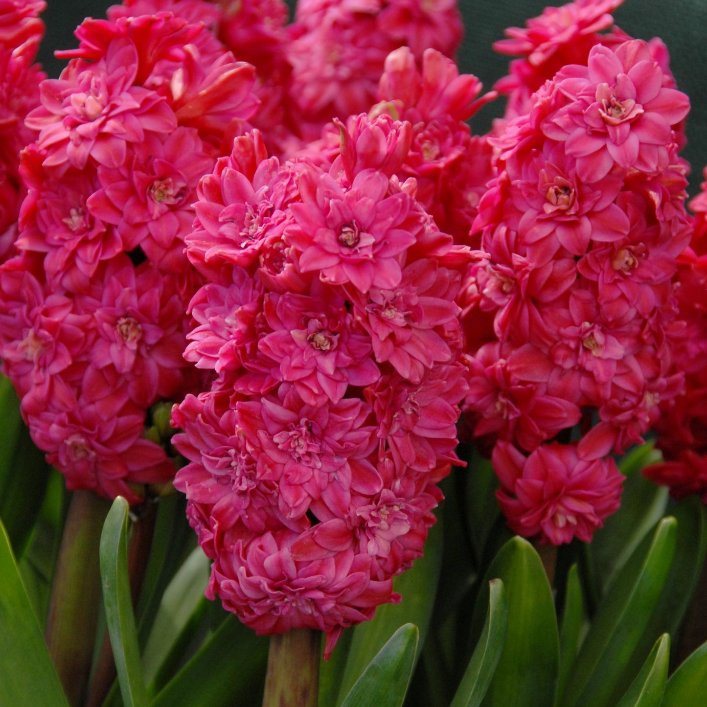 Hyacinthus Hollyhock 3st