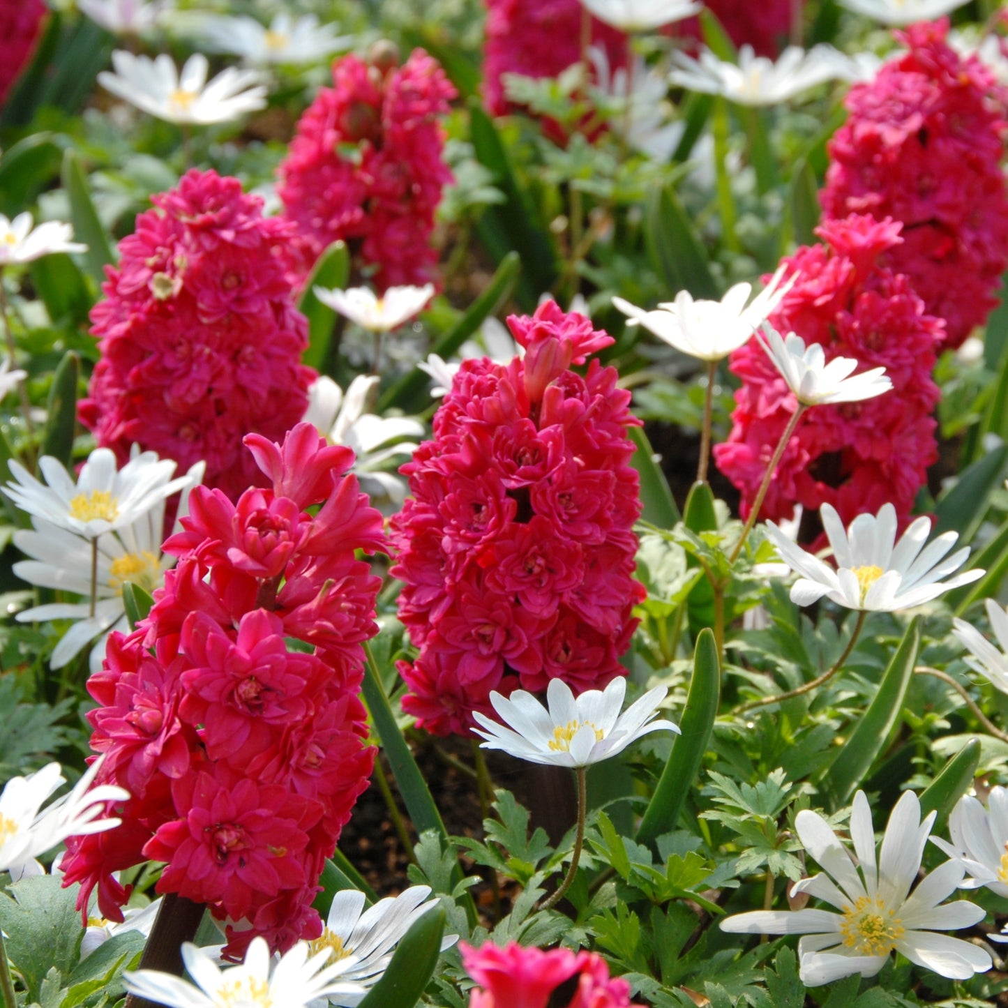 Hyacinthus Hollyhock 3st