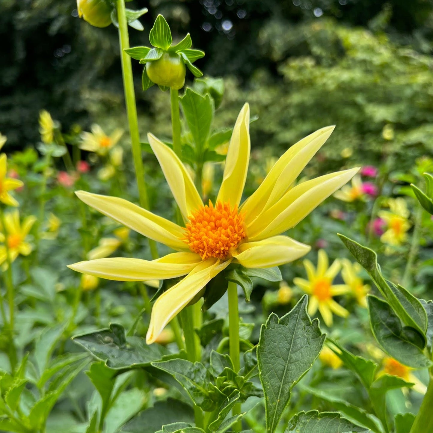 Dahlia Honka Yellow