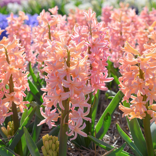 Hyacinthus Gipsy Queen 3st