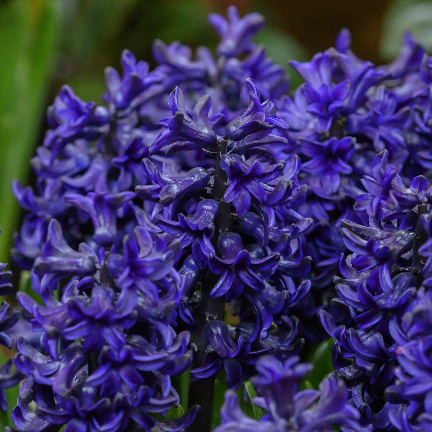 Hyacinthus Pacific Ocean 3st