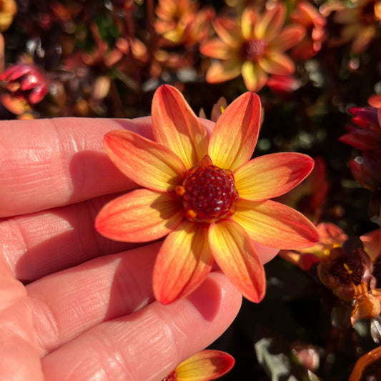 Dahlia Star Wars® Nyhet!
