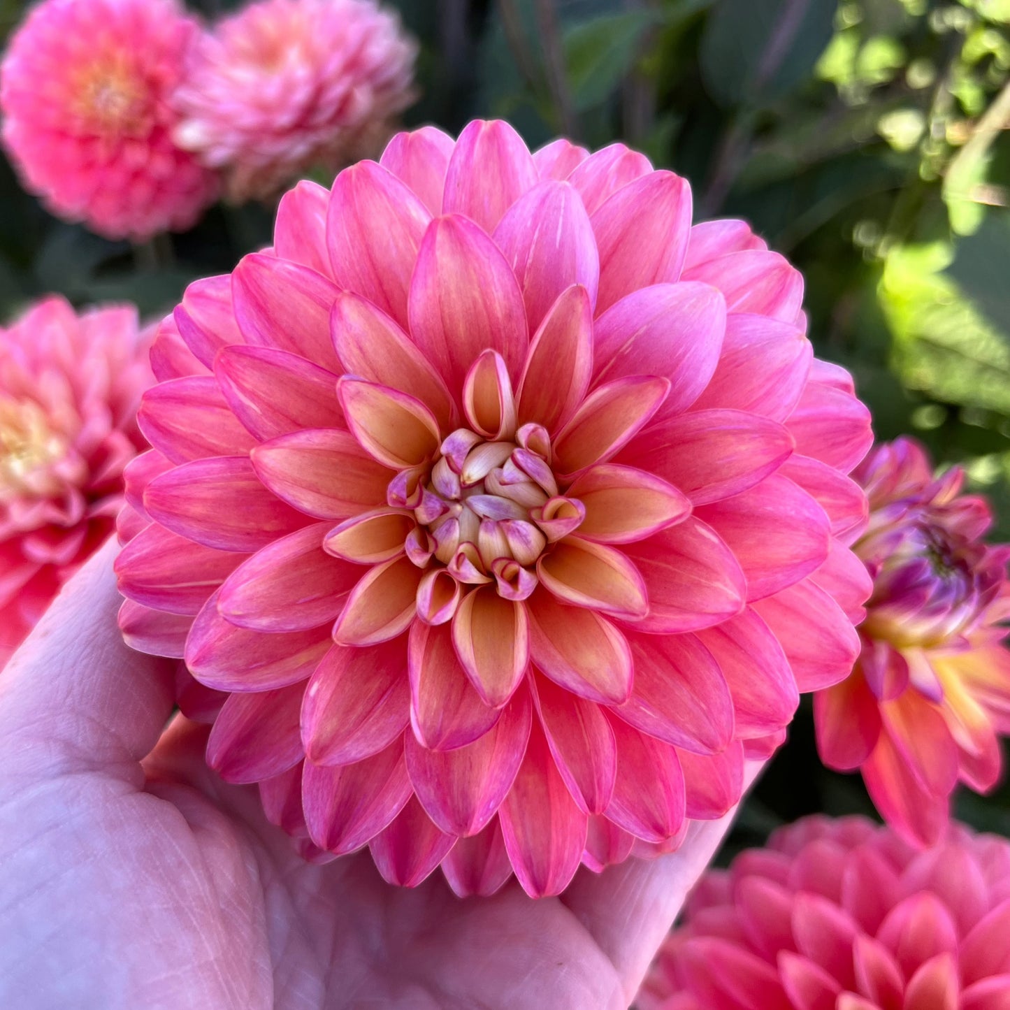 Dahlia Melody Allegro