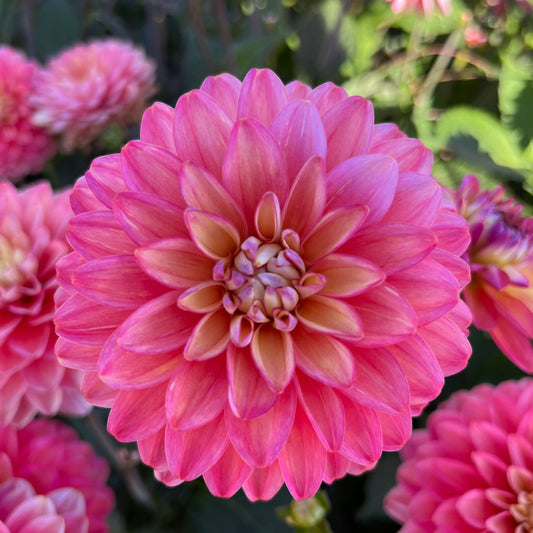 Dahlia Melody Allegro