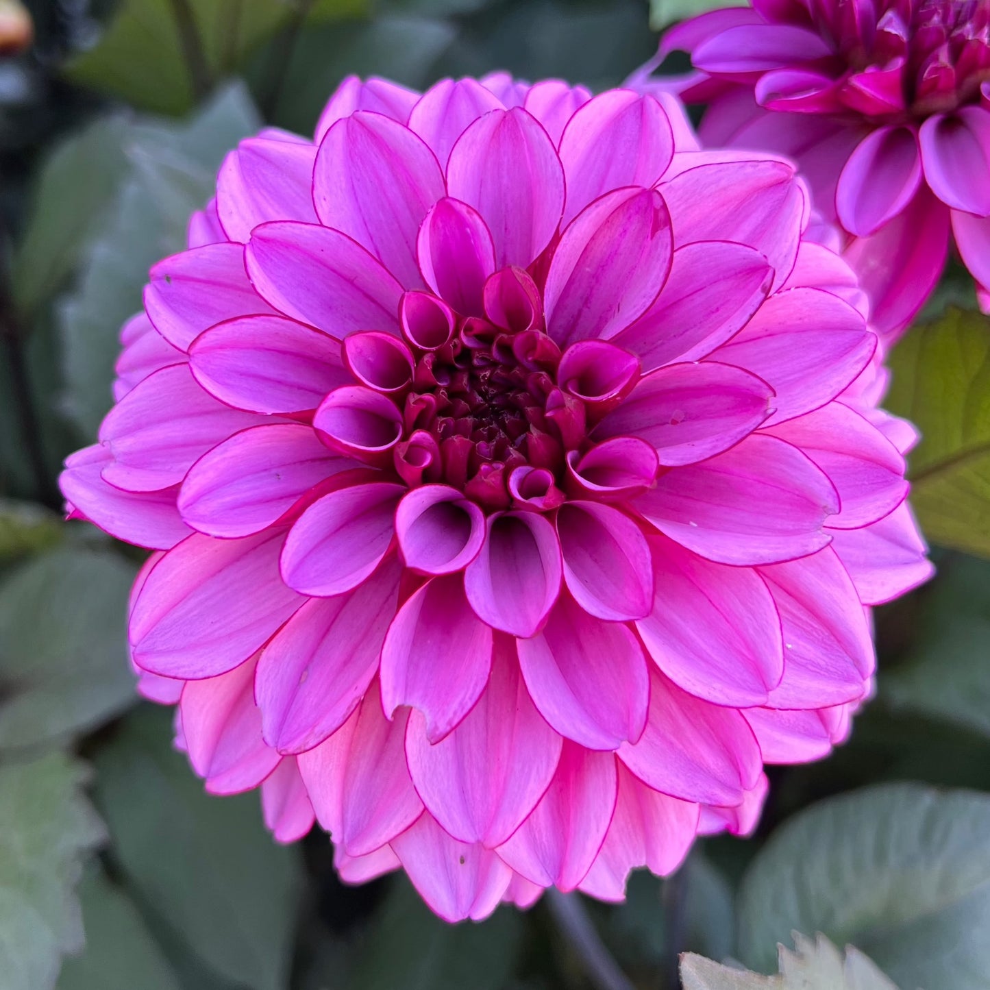 Dahlia Melissa Anne Marijke