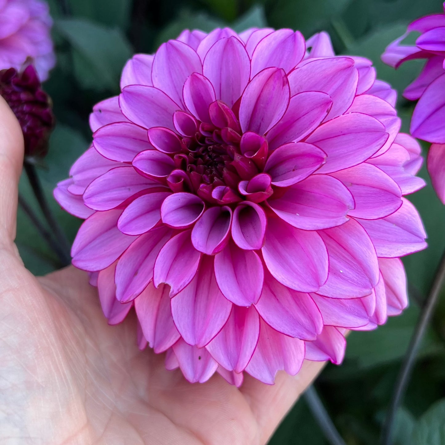 Dahlia Melissa Anne Marijke