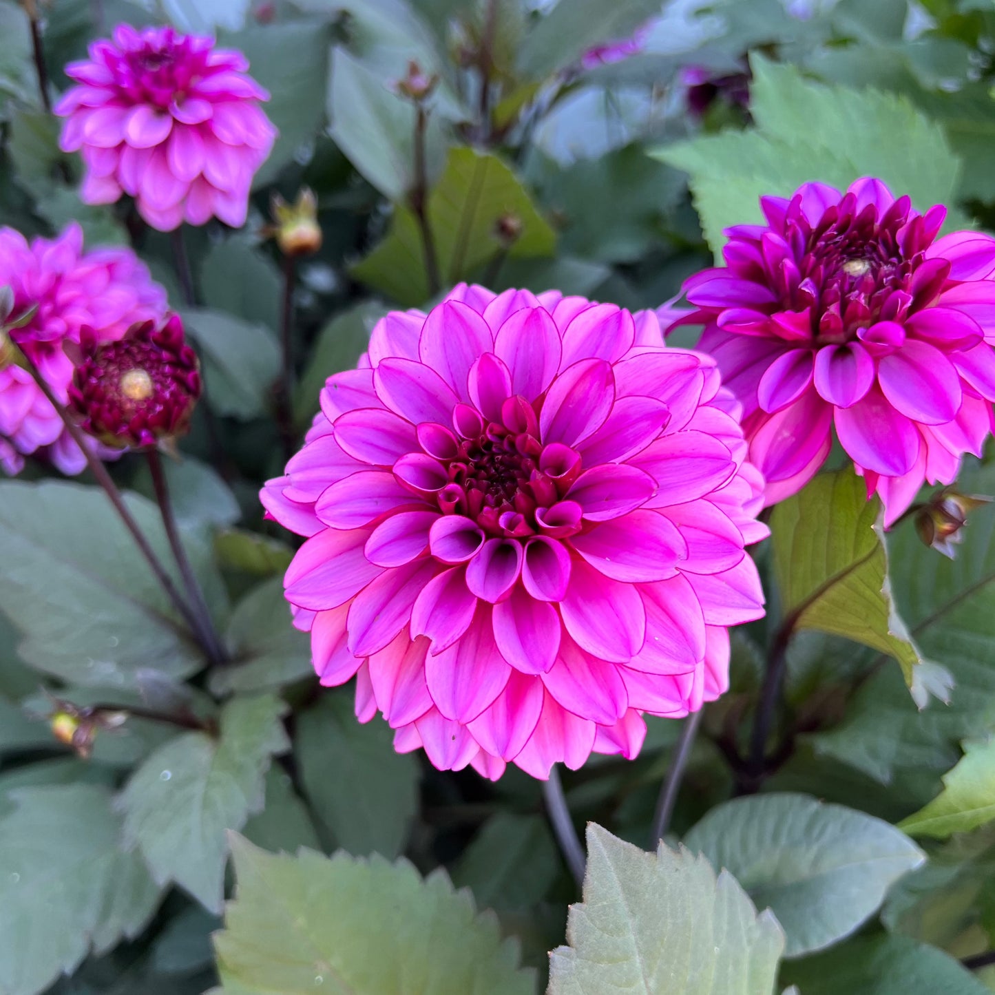 Dahlia Melissa Anne Marijke