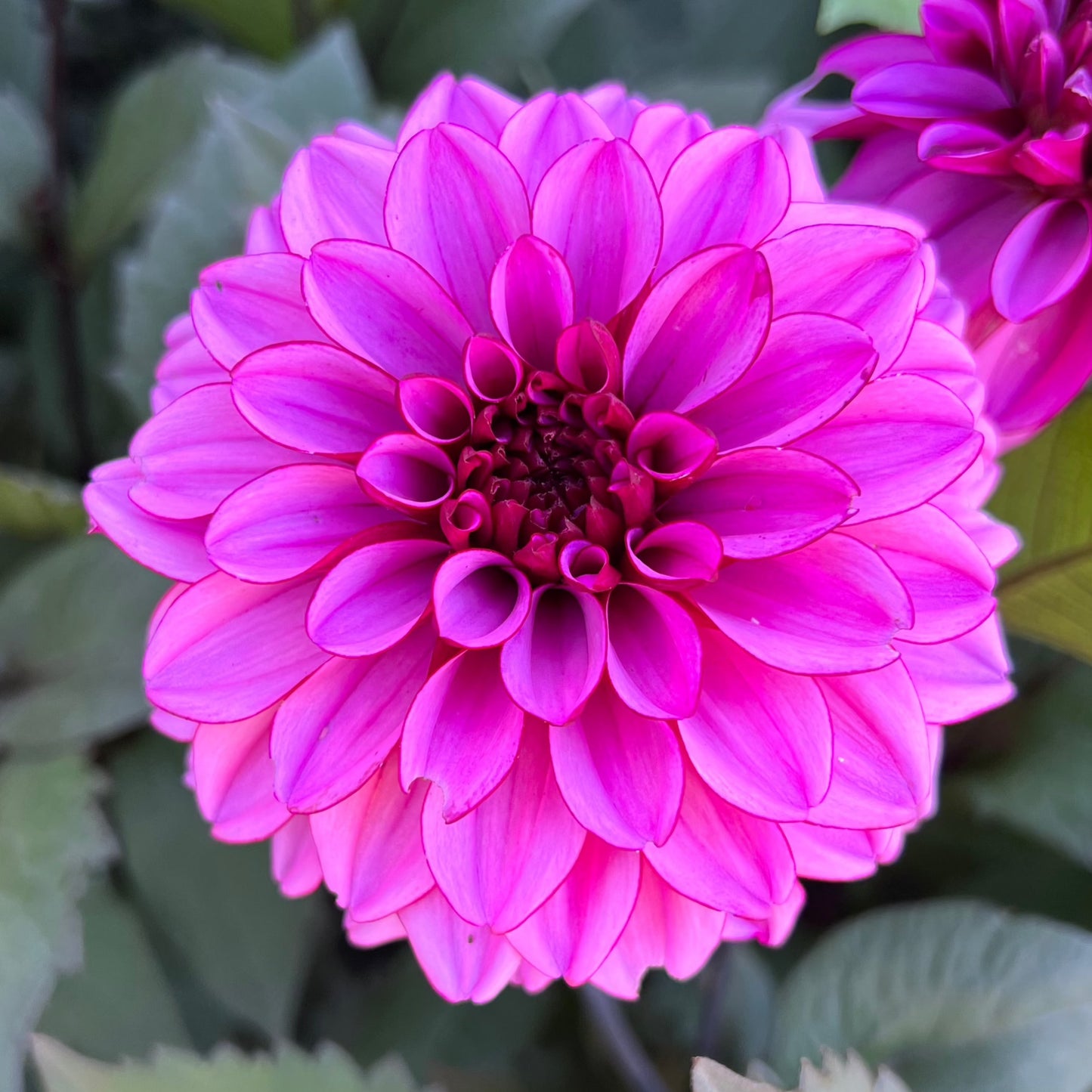Dahlia Melissa Anne Marijke