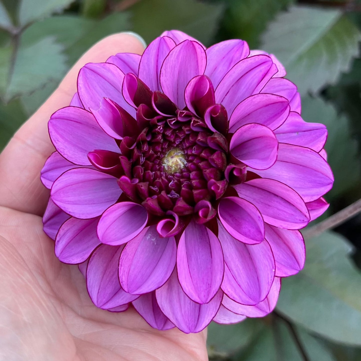 Dahlia Melissa Anne Marijke