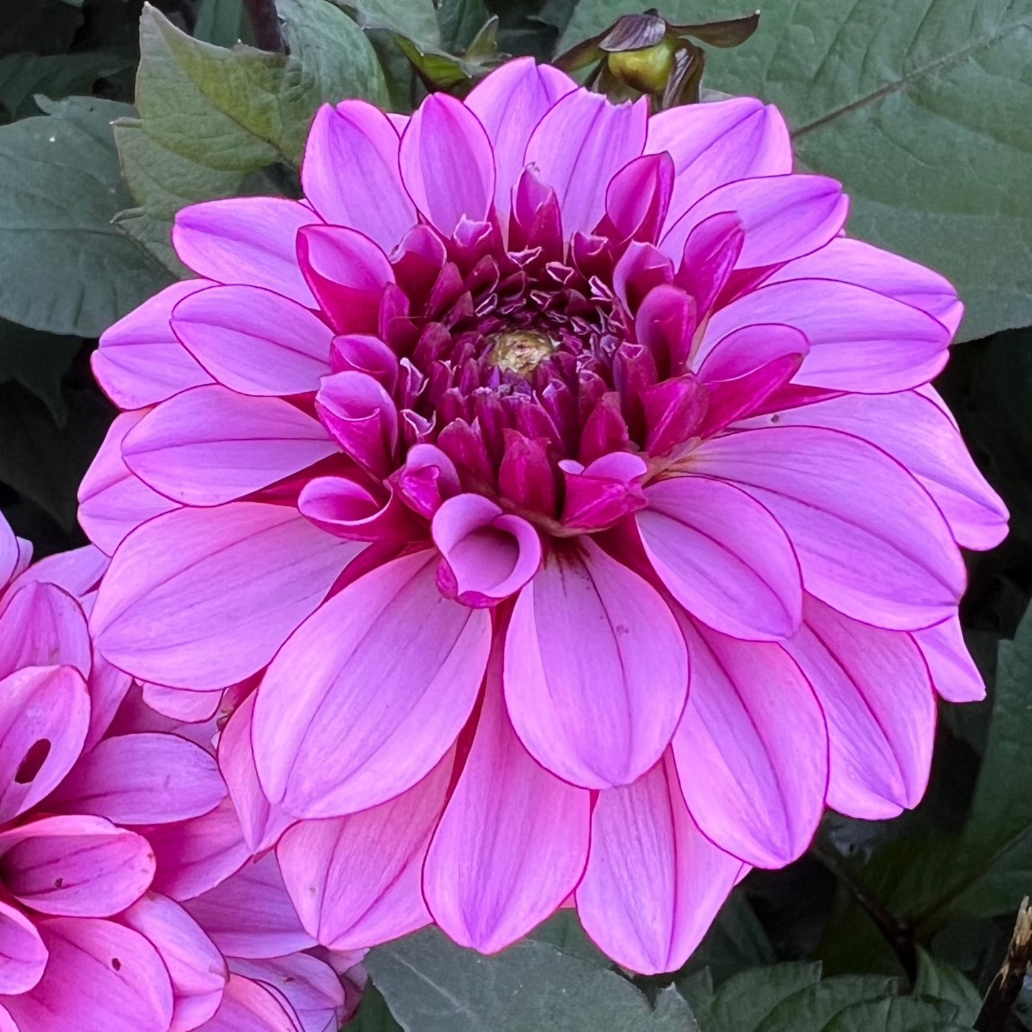 Dahlia Melissa Anne Marijke