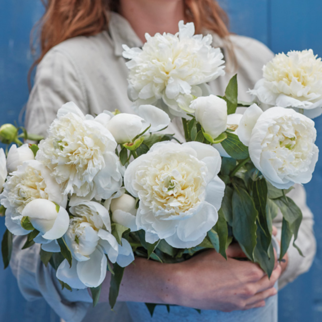 Pion Duchesse de Nemours