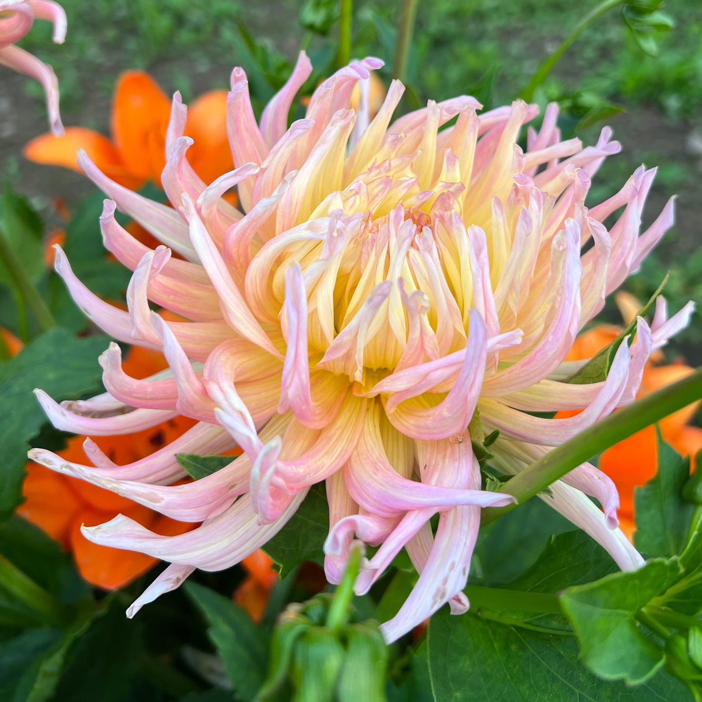 Dahlia Alfred Grille