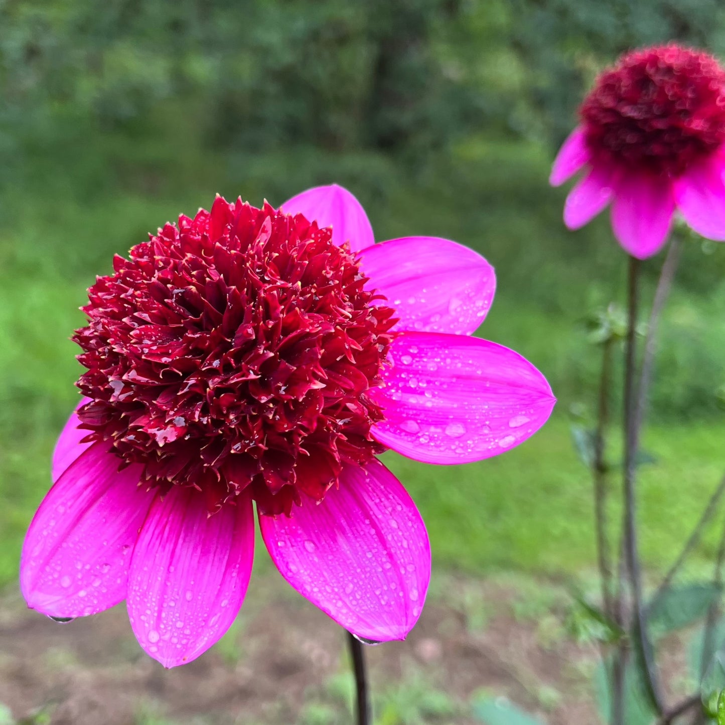 Dahlia Abigail Nyhet!