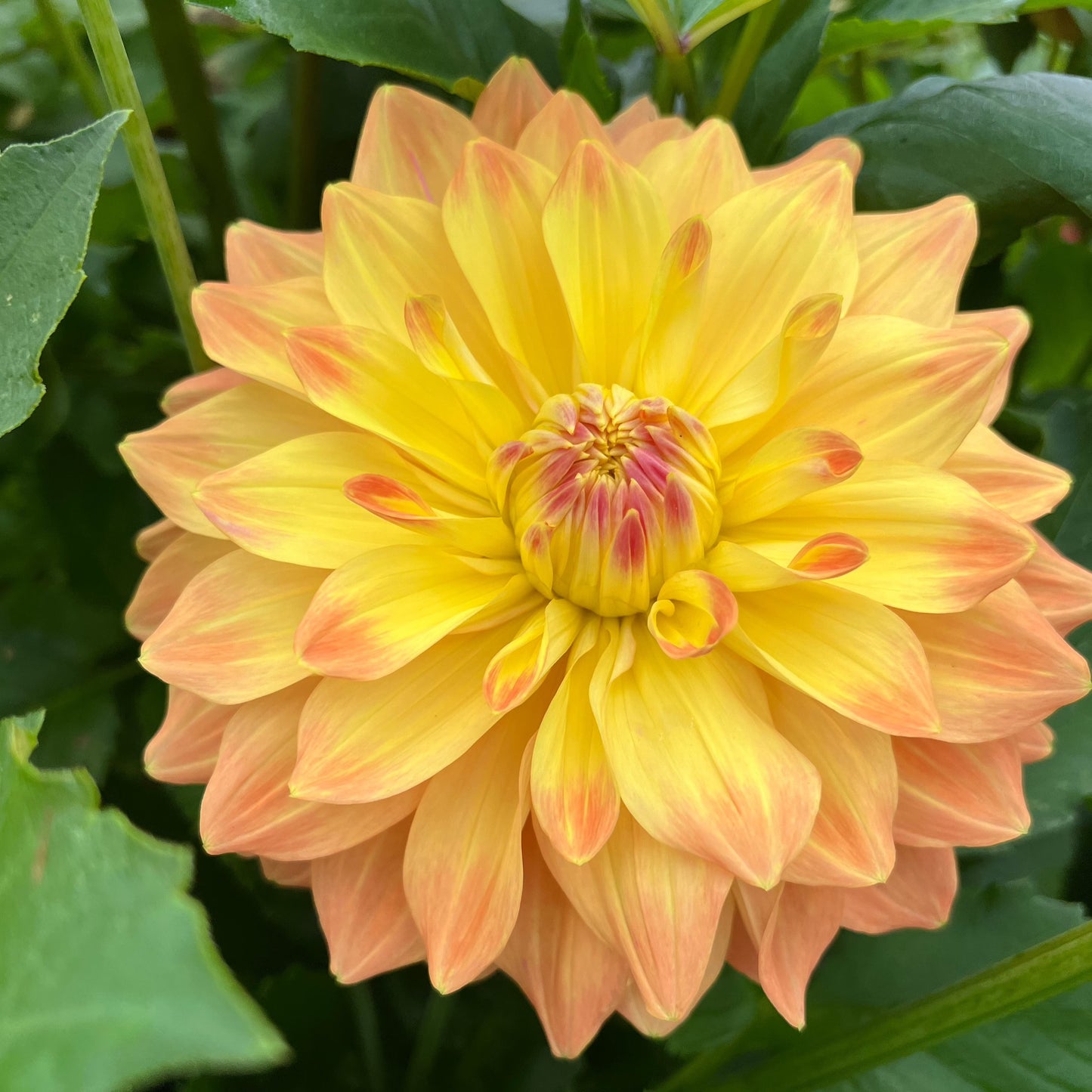 Dahlia Ace Summer Sunset