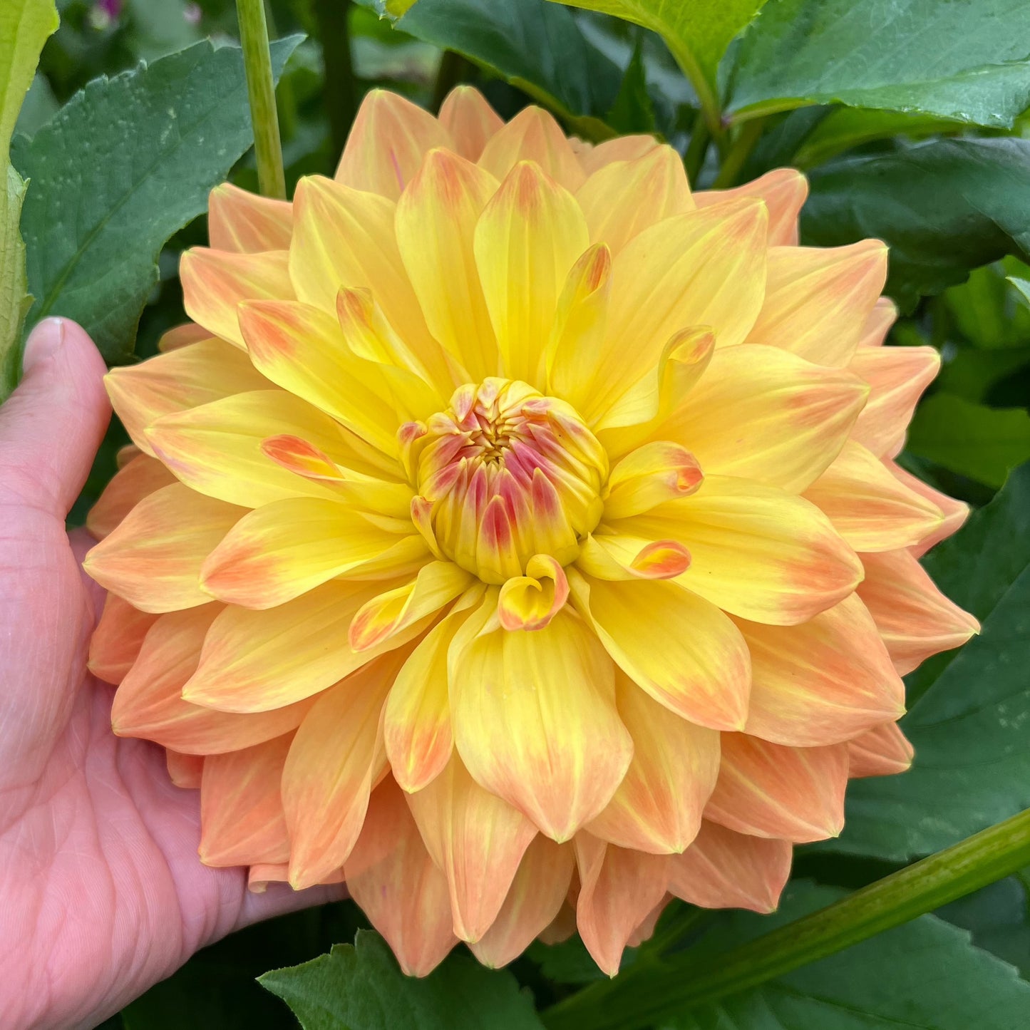 Dahlia Ace Summer Sunset