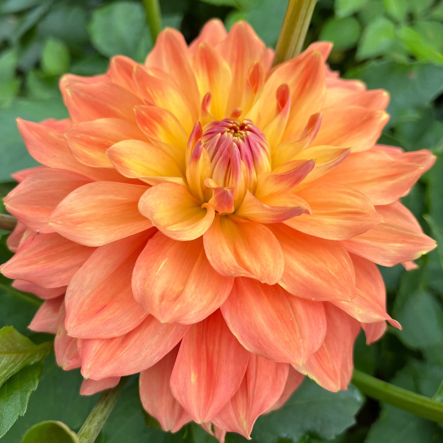 Dahlia Ace Summer Sunset