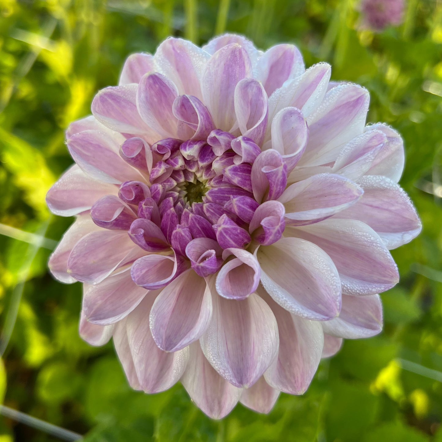 Dahlia Mama Mia